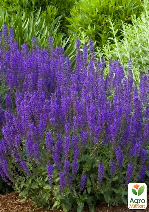 Шалфей Дубравный "Sensation Sky Blue" - фото 5