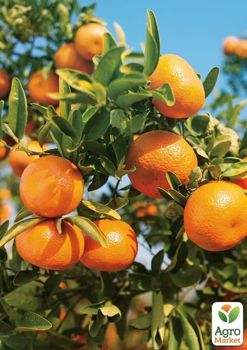 Мандарин "Клементін"