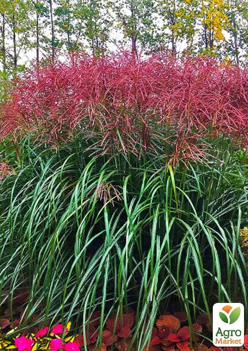 Міскантус китайський "Purple Fall" вазон С2