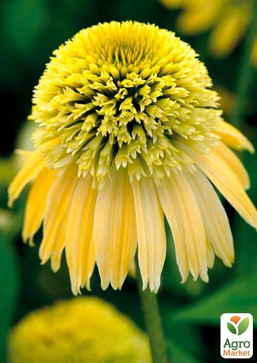 Эхинацея "Eccentric Yellow" - фото 3