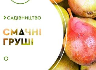 Кращі сорти груш для України