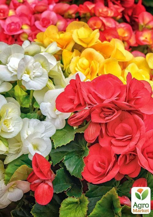 Бегония двойной микс "Красота на целом свете" (Begonia elat. double mixed) дм 14 см выс. 35 см