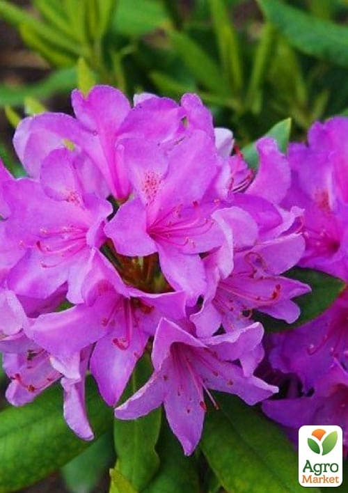 Рододендрон катевбинский "Боурзалт" (Rhododendron Catawbiense Boursault) вазон Р13