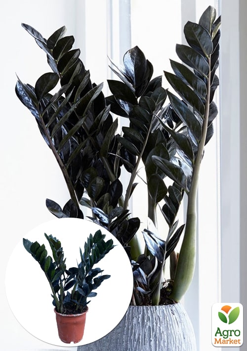 Замиокулькас черный "Raven" (долларовое дерево)  h45-55см