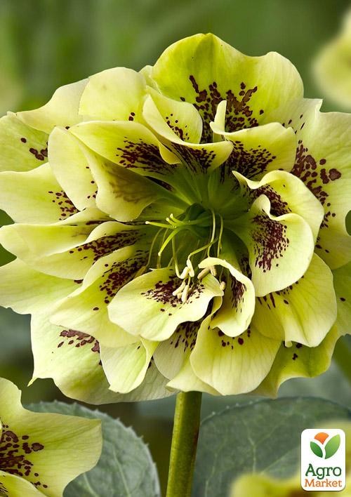 Морозник махровый (Helleborus) "Double Ellen Green"
