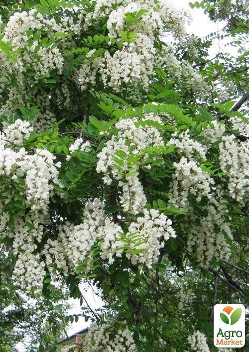Акація "Робінія біла" - фото 2