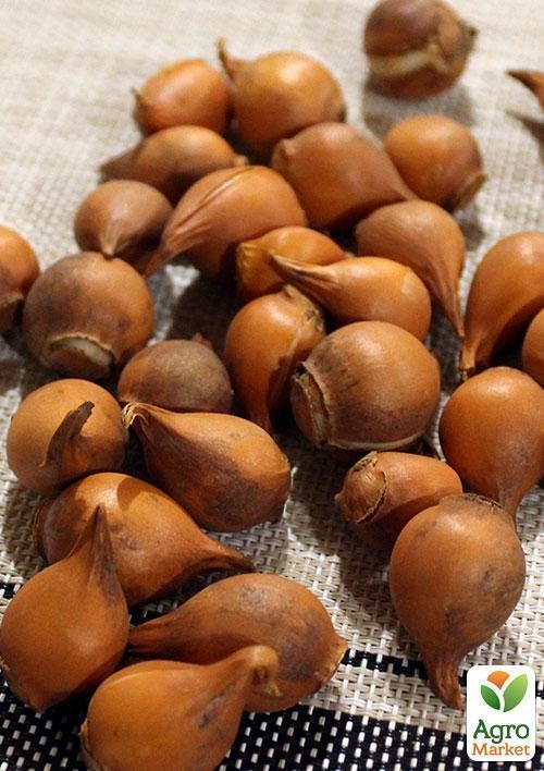 Унікальний сорт! Тюльпан "Hageri" (розмір 5/+) 3шт в упаковці - фото 2