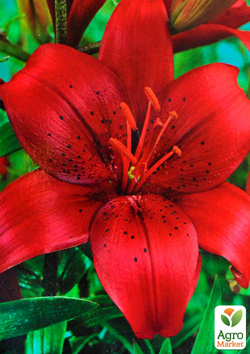 Лілія "California" 1шт в упаковці