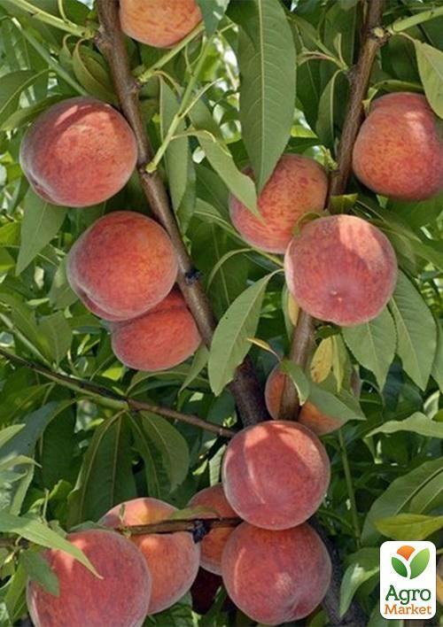 Персик "Посол Мира" (летний сорт, средний срок созревания) - фото 5