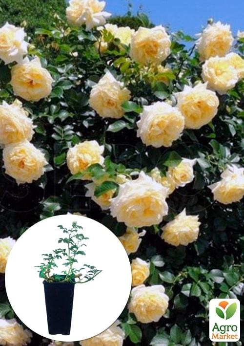 Роза в контейнере почвопокровная "Nadia Meillandecor" (саженец класса АА+)