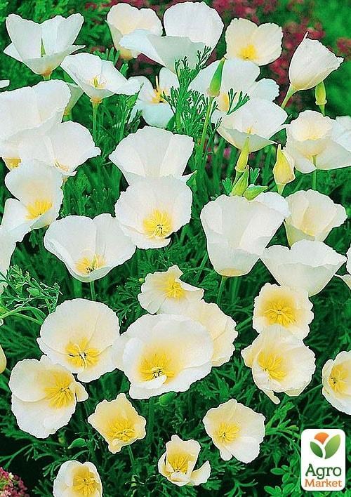 Эшшольция белая "Олеся" (в банке) ТМ "Весна Органик" 3г