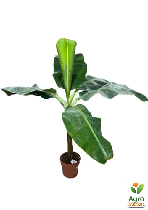 LMTD Банан Карликовый "Dwarf Cavendish" (высота 100-130см) - фото 2