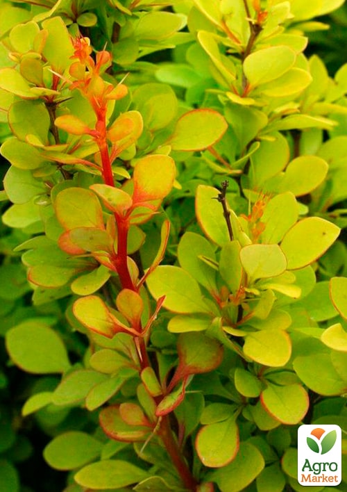 Барбарис Тунберга "Golden Dream" - фото 5