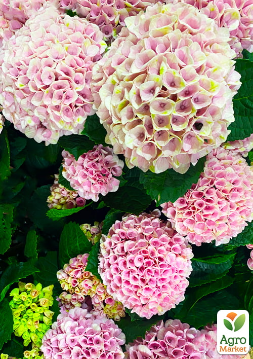 Гортензия на штамбе "Magical Revolution" - фото 6