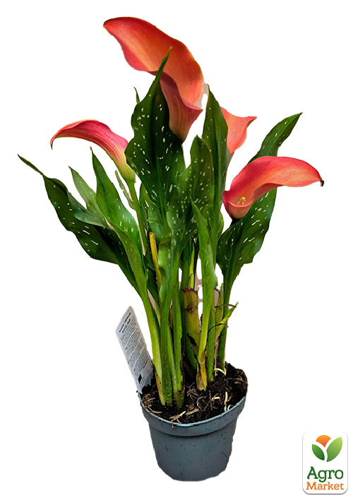 LMTD Зантедескія (кала кімнатна) "Mandarin" - фото 6