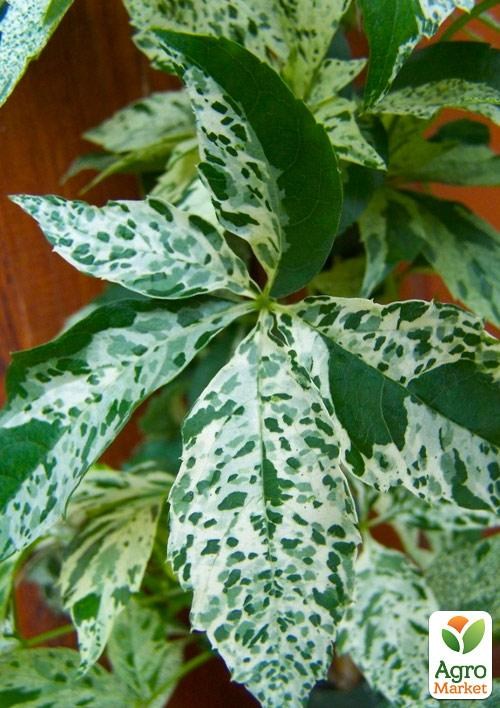 Виноград дівочий Варієгата "Star Showers" (висота 10-20см)