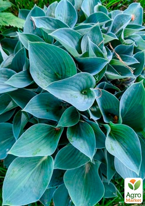 Хоста "Blue Cadet" 1шт в упаковке - фото 2