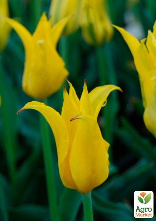 Редкий сорт! Тюльпан "Dancing Show" (размер 11/12 , крупный) 3шт в упаковке