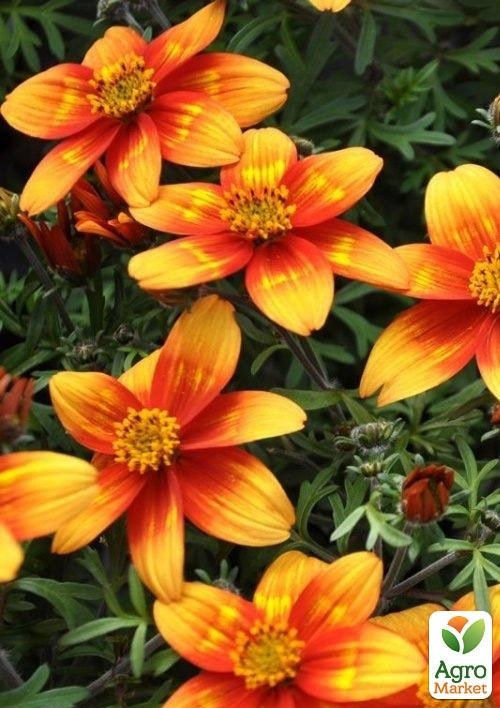 Биденс "Spicy Fire"