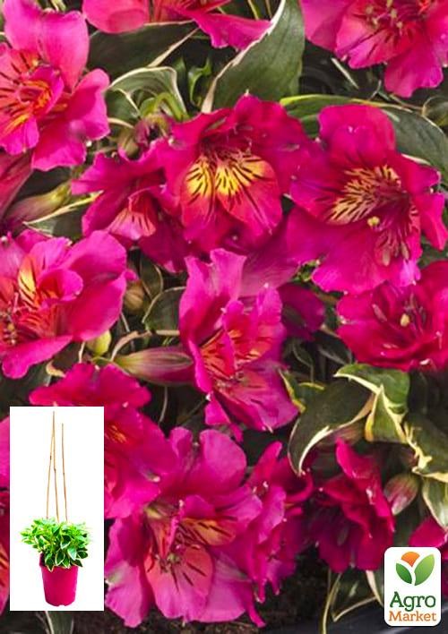 Альстромерия (перуанская лилия) "River Valley" С2 высота 30-60см