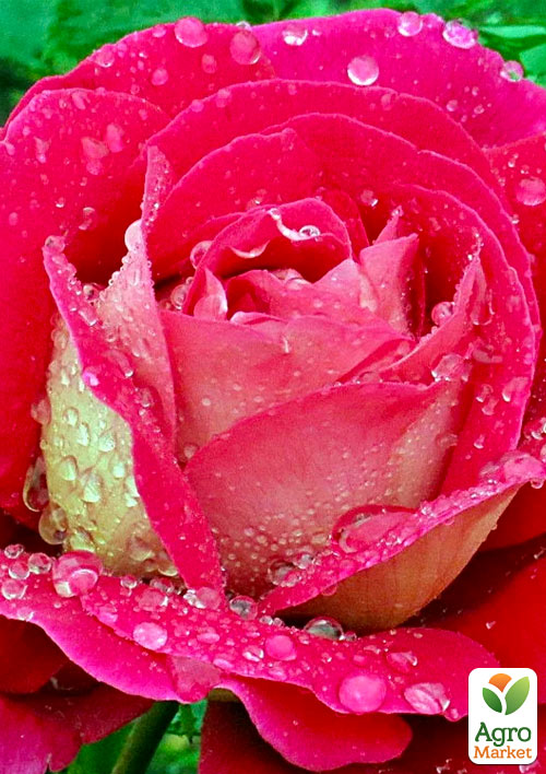 Роза чайно-гибридная "Кроненбург" (саженец класса АА+) высший сорт