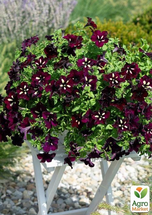 Петунія ампельна "Circus Sky" - фото 2