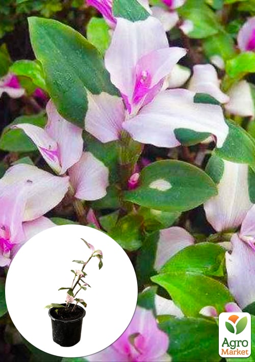 Традесканция "Блашинг Брайд"  ("Застенчивая невеста")