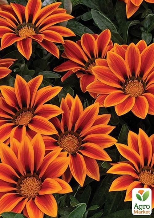 Гацания (Газания) " Kiss F1 Orange Flame" - фото 2