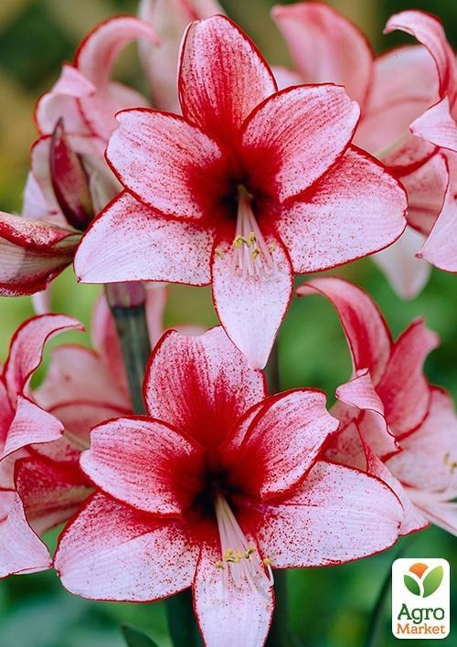 Амариллис "Charisma" (размер 26/28 , очень крупный) 1шт в упаковке