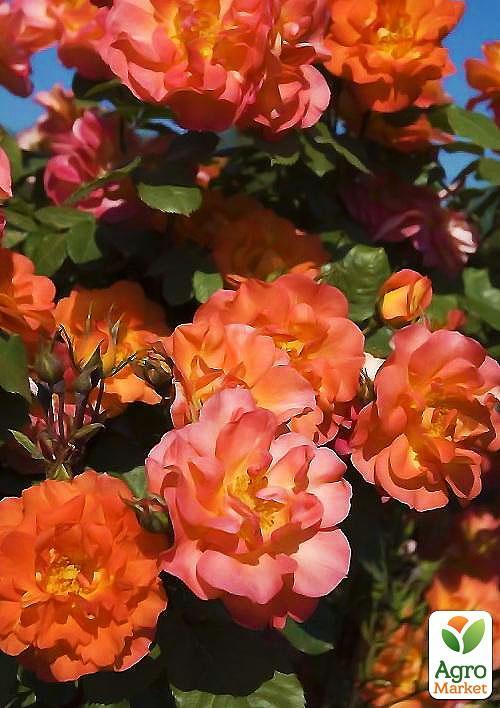 Троянда плетиста "Повний Місяць (Full Moon)" (саджанець класу АА +) вищий сорт - фото 6