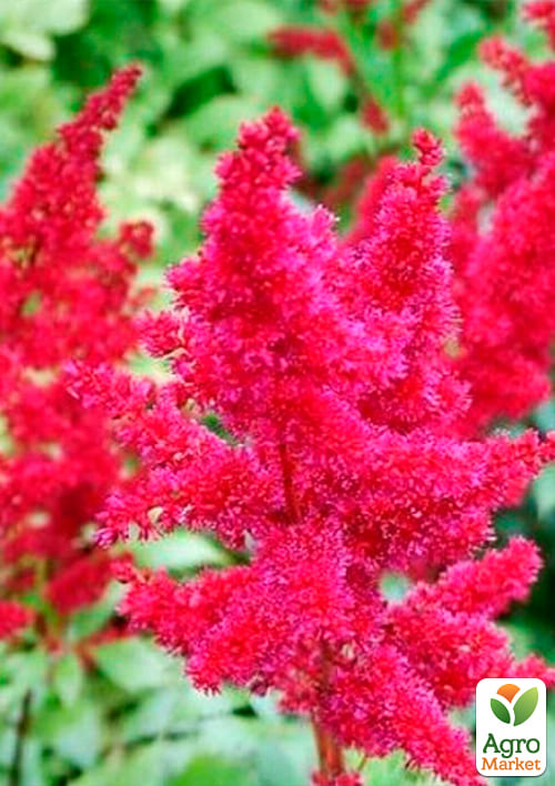 Астильба "Anita Pfeifer" 1шт - фото 2