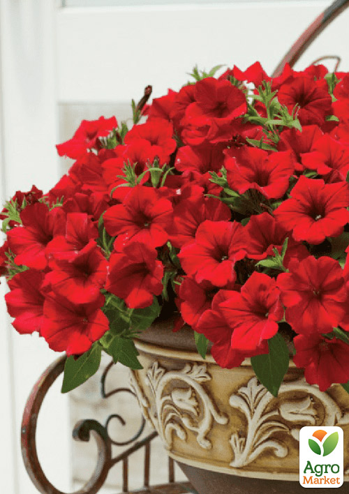 Петунія Alpetunia "Velvet Red" (контейнер №10, висота 10-15см)