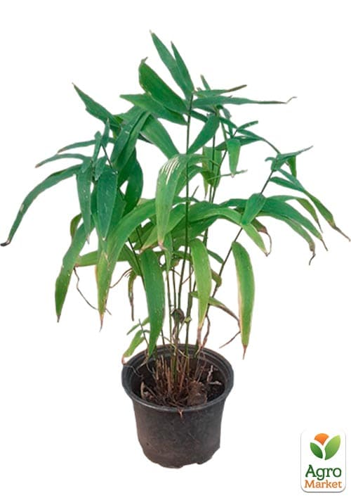Хасмантиум широколистный "Uniola latifolia" С1 - фото 2