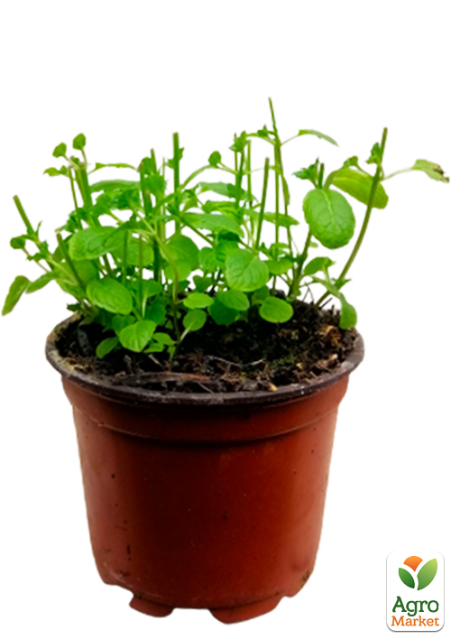 М'ята Холодна (Англійська) - фото 5