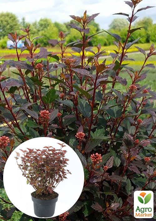 Пузыреплодник калинолистный "Little Joker" С2, высота 20-40см