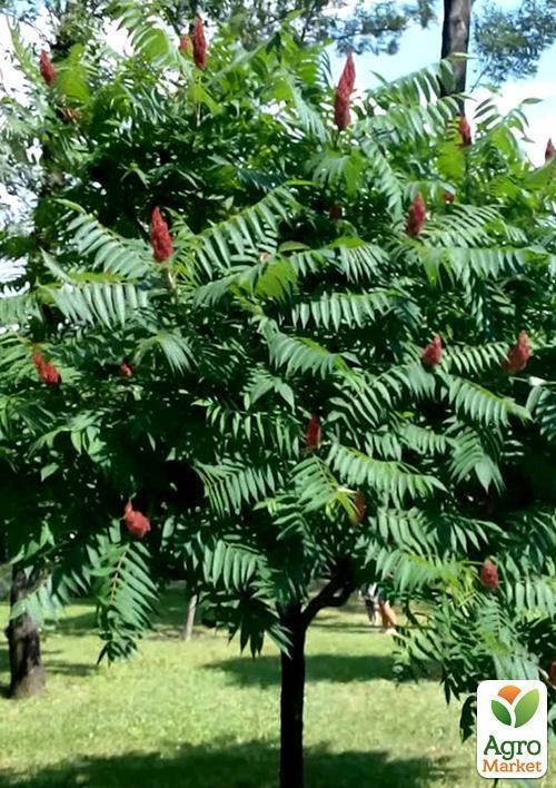 Сумах "Оленерогий"  - фото 2