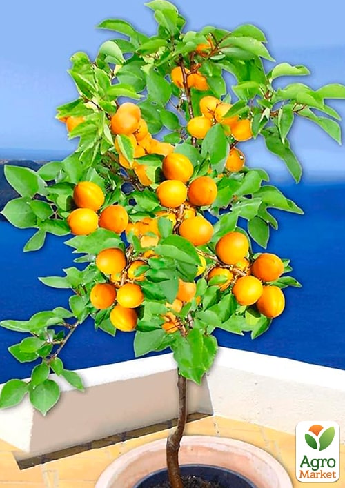 Абрикос "Лука" (ранній термін дозрівання)  - фото 5