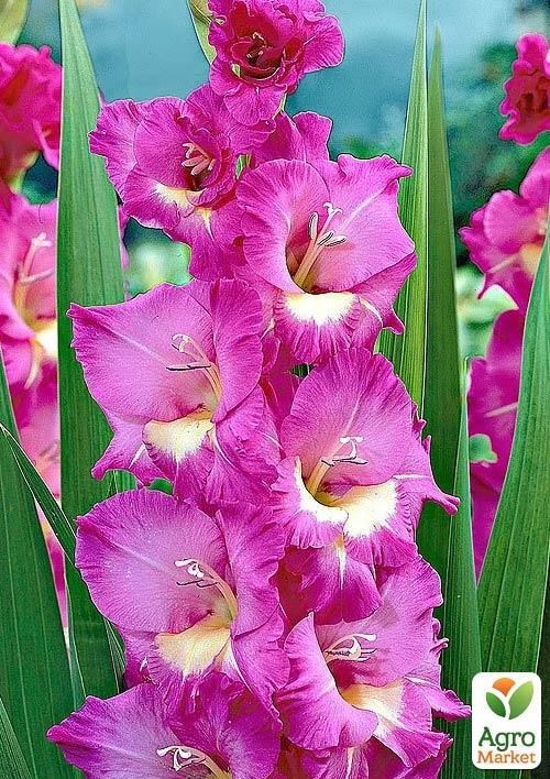 Гладіолус "Windsong" 3шт