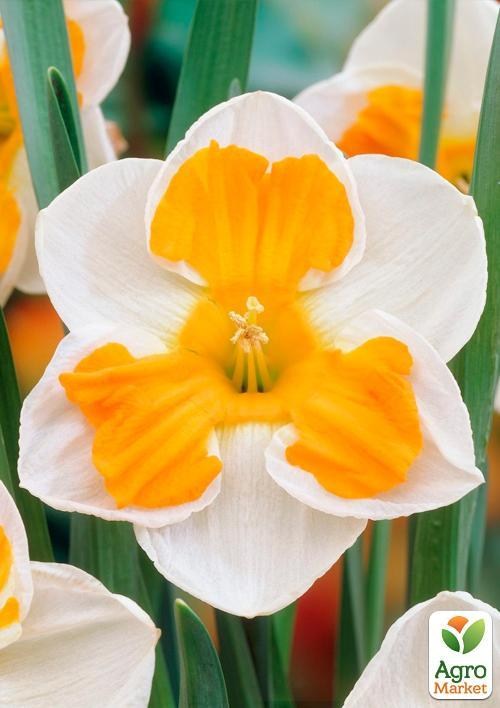 Нарцисс "Tricollet" (размер 12/14 , крупный) 3шт в упаковке