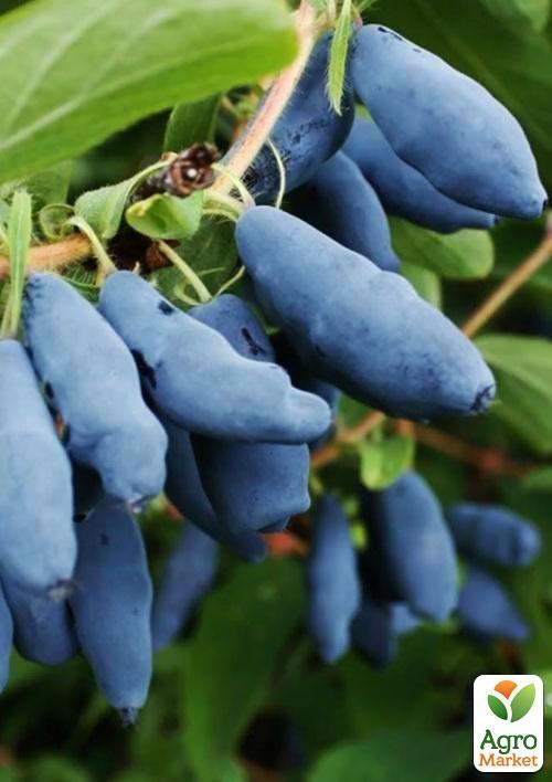 Жимолость "Вітамінна" (ранній термін дозрівання, має високу стійкість до захворювань) - фото 6