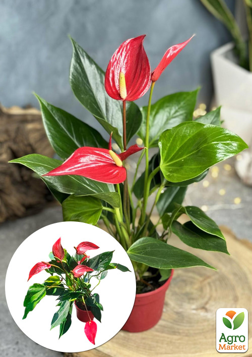 Антуриум (Anthurium) "Lili Red" высота 40-50см