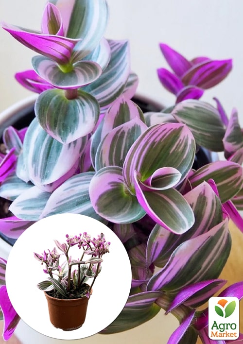 Традесканція ампельна «Nanouk»