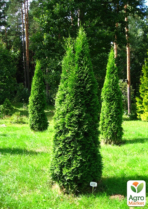 Туя западная "Smaragd" (ком/сетка) высота 180-200см
