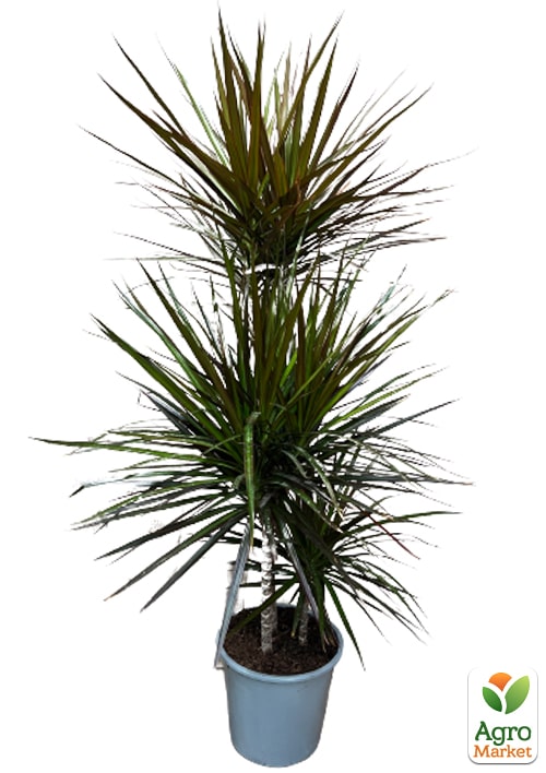 LMTD Драцена "Magenta" (трехярусная, высота 110-130см) вазон С5 - фото 5