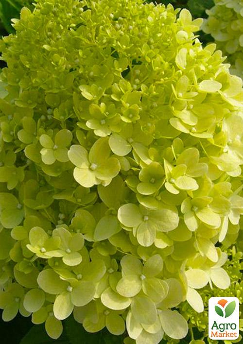 Гортензия метельчатая "Limelight"  - фото 8