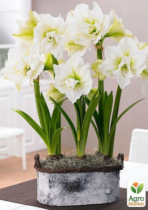 Амариллис "Белый красавец" ТМ "Vesna Exclusive" 10шт - фото 4