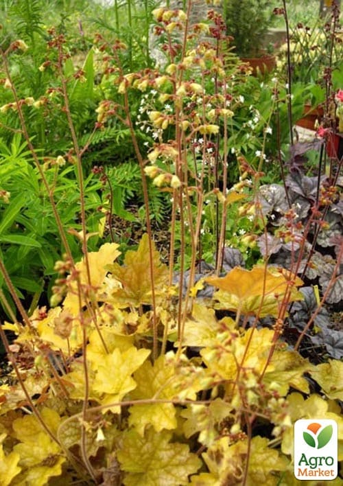 Гейхера (Heuchera) "Ginger Ale" - фото 2