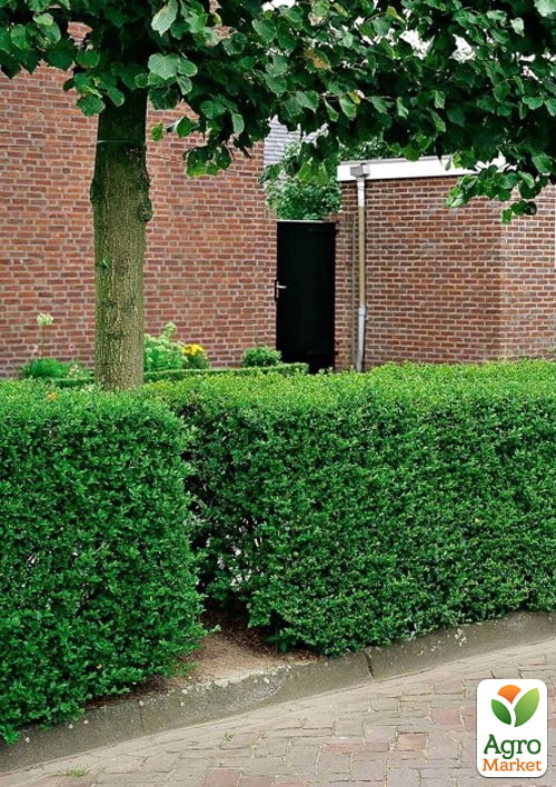 Бирючина обыкновенная (Ligustrum vulgare), С2 высота 25-35см