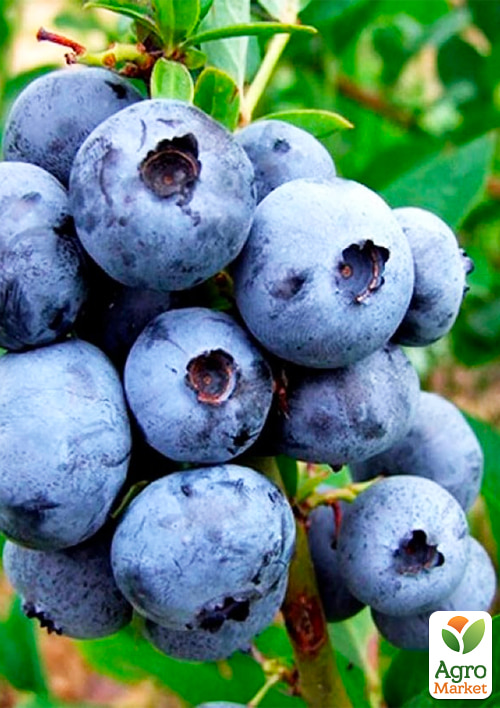 LMTD Голубика "Berkley" (сортовая, укорененная) высота 50-70см - фото 3