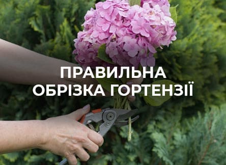 Для чего обрезать гортензию?